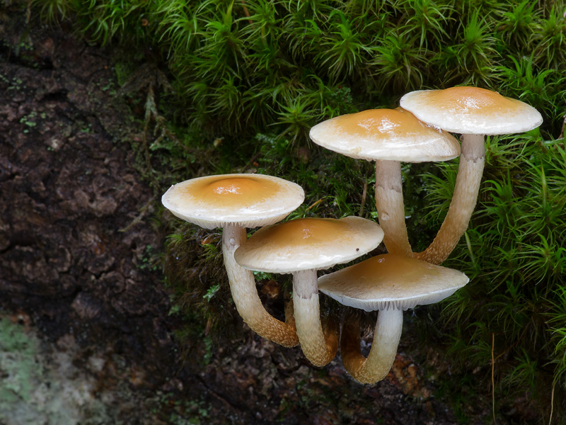 Hypholoma capnoides